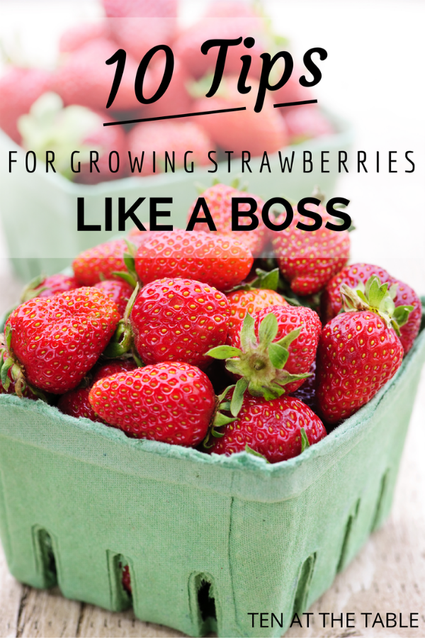10 Tips for Growing Strawberries {Like A Boss} | Ten at the Table
